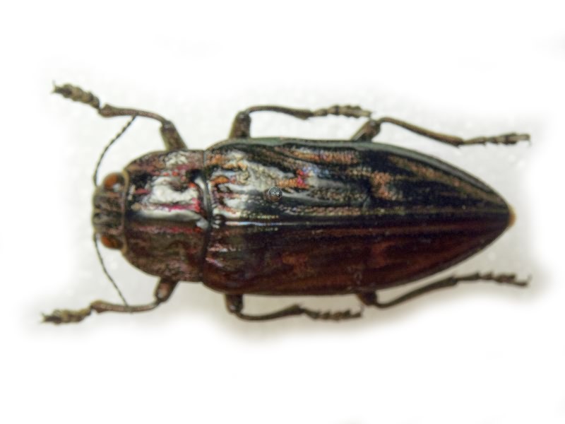 Chalcophora mariana (Linnaeus, 1758)
